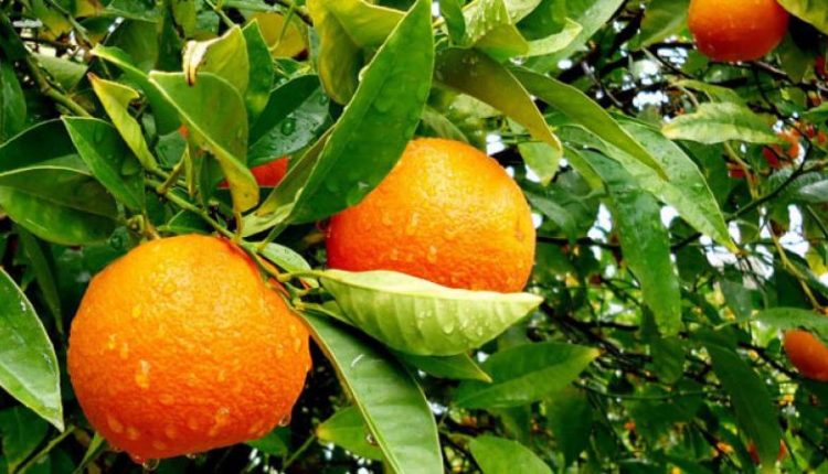 مصرـالموالح،تصدير الموالح